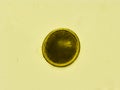 Toxocara cati egg isolated, under the microscope Royalty Free Stock Photo