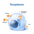 Toxoplasma gondii invasion and dissemination in the cell