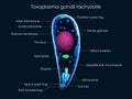 Toxoplasma gondii tachyzoite