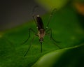 Toxorhynchites or elephant mosquito Royalty Free Stock Photo