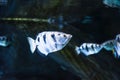 Toxotes chatareus, known by the names common archerfish, seven-spot archerfish or largescale archerfish Royalty Free Stock Photo