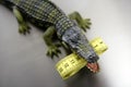 Toy aligator, centimeter tape measure