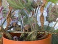 A toy armadillos plays in a plant as toy animals take over a house Royalty Free Stock Photo