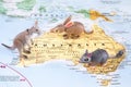 Toy Australian animals on map