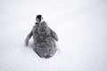 Toy baby penguin sitting in the snow