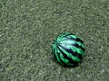 Toy ball colored as watermelon on the artificial grass