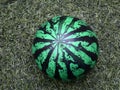 Toy ball colored as watermelon on the artificial grass
