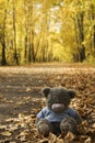 Toy Bear in the autumn Royalty Free Stock Photo