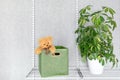 Toy bear peeks out of large green storage box. Houseplant Schefflera on mesh shelf. Grid system for organizing storage in modern