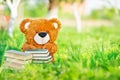 Toy bear sits with a books in garden