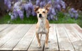 Toy breed Chihuahua dog on wood boards in front of purple Wisteria