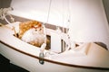 Toy cat sitting in a chair on the layout of a sailing yacht. Vacation dream concept Royalty Free Stock Photo