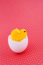 Toy chicken in egg shell on a red background. Royalty Free Stock Photo