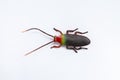 Toy cockroach on a white background Royalty Free Stock Photo