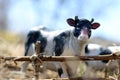 toy cow with calf photographed on the street with a fence of branches Royalty Free Stock Photo