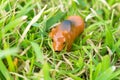 toy cow on grass. out door Royalty Free Stock Photo