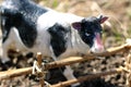 toy cow photographed on the street with a fence of branches Royalty Free Stock Photo