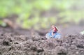 Toy cyclist ecotourism concept Royalty Free Stock Photo