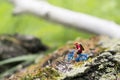 Toy cyclist ecotourism concept Royalty Free Stock Photo