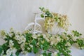 toy decorated bicycle with acacia flowers on a white background