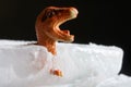 A toy dinosaur frozen into a block of ice or iceberg. The concept of extinction of dinosaurs and lizards due to climate change, Royalty Free Stock Photo