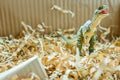 toy dinosaur standing in bed of paper shred gift box