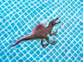 Toy dinosaur stegosaurus floating in the water in the pool on summer