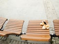 A toy dog on a bench in IOR park