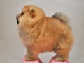 Toy Dog, Charles Puppy, Pomeranian Spitz German miniature , Royalty Free Stock Photo