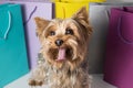 Toy dog sticking its tongue out in front of shopping bags Royalty Free Stock Photo