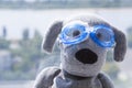 Toy dog swimming pool glasses Royalty Free Stock Photo