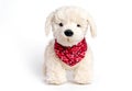 Toy dog. White cute puppy on a white background Royalty Free Stock Photo