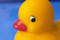 Toy duck Royalty Free Stock Photo