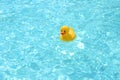 Toy duck in the pool Royalty Free Stock Photo