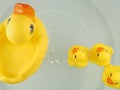Toy duck yellow