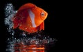Toy Fish Splashing Royalty Free Stock Photo