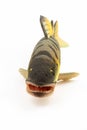 Toy-fish on white background. Realistic animal toy of fish