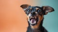 Toy Fox Terrier, angry dog baring its teeth, studio lighting pastel background Royalty Free Stock Photo