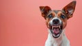 Toy Fox Terrier, angry dog baring its teeth, studio lighting pastel background Royalty Free Stock Photo