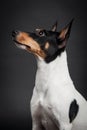 Toy fox terrier Royalty Free Stock Photo