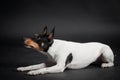 Toy fox terrier Royalty Free Stock Photo