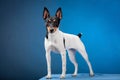 Toy fox terrier Royalty Free Stock Photo
