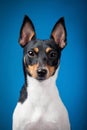 Toy fox terrier Royalty Free Stock Photo