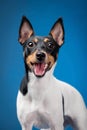 Toy fox terrier Royalty Free Stock Photo