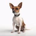 Toy Fox Terrier breed dog isolated on a clean white background Royalty Free Stock Photo