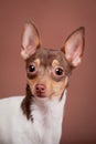 Toy fox terrier on brown Royalty Free Stock Photo
