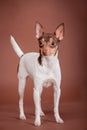 Toy fox terrier on brown Royalty Free Stock Photo