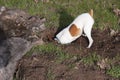 Toy Fox Terrier Digging for Gophers with Head Buried
