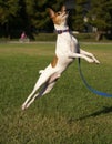 Toy Fox Terrier Jumping Royalty Free Stock Photo