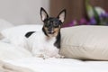 Toy Fox Terrier in Studio Royalty Free Stock Photo